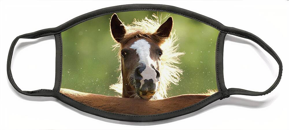 Salt River Wild Horses Face Mask featuring the photograph Peek-A-Boo by Shannon Hastings