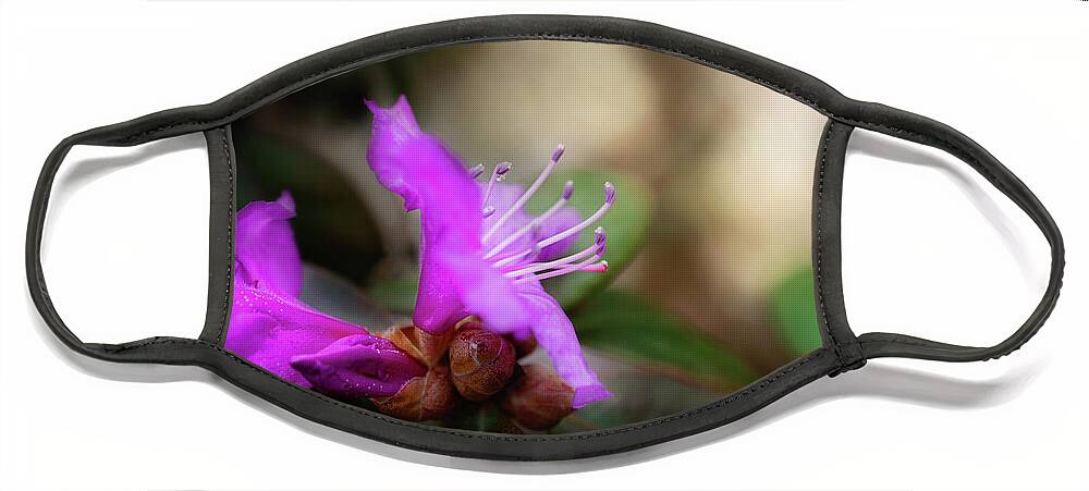 Purple Rhododendron Blossom Face Mask featuring the photograph Purple Rhododendron Print by Gwen Gibson