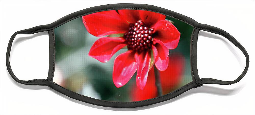 Flower Face Mask featuring the photograph Red Bokeh #1 by Carolyn Stagger Cokley