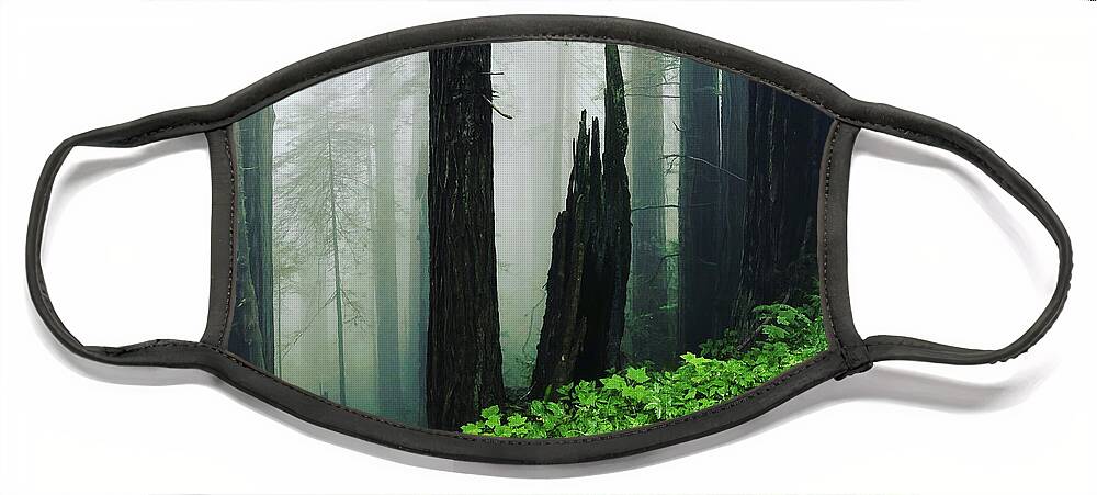 Redwoods Face Mask featuring the photograph Smoke from a Distant Fire #1 by Grey Coopre