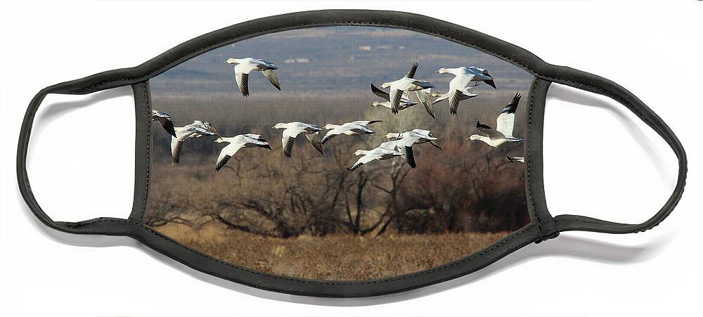 Nature Face Mask featuring the photograph Snow Geese #1 by Robert Harris