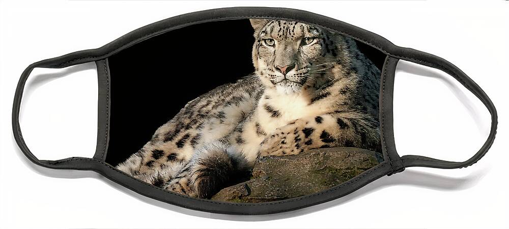 Animal Face Mask featuring the photograph Snow Leopard portrait #1 by Chris Boulton