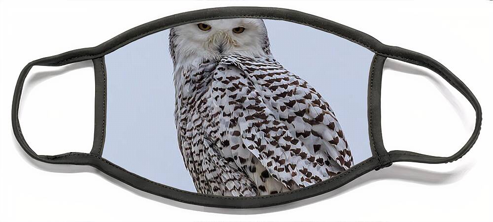  Snowy Owls Face Mask featuring the photograph Snowy Owl #1 by Paul Schultz