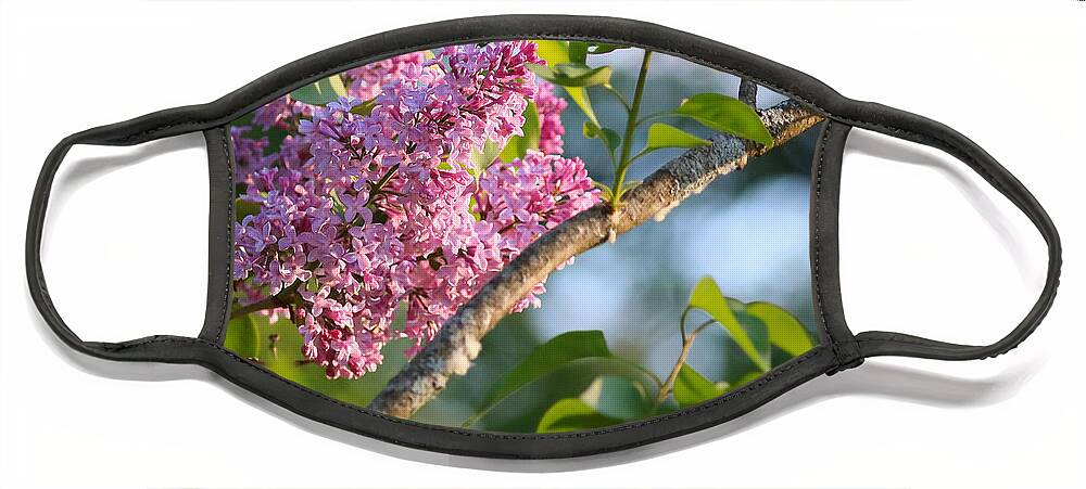 Lilacs Face Mask featuring the photograph Sun Kissed Lilacs #1 by Sandra Huston