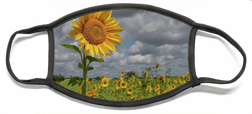 Sunflower Face Mask featuring the photograph Sunflower in Field by Carolyn Hutchins