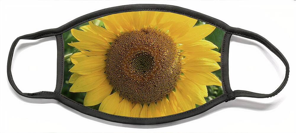 Sunflower Face Mask featuring the photograph Sunflower #1 by Timothy Johnson