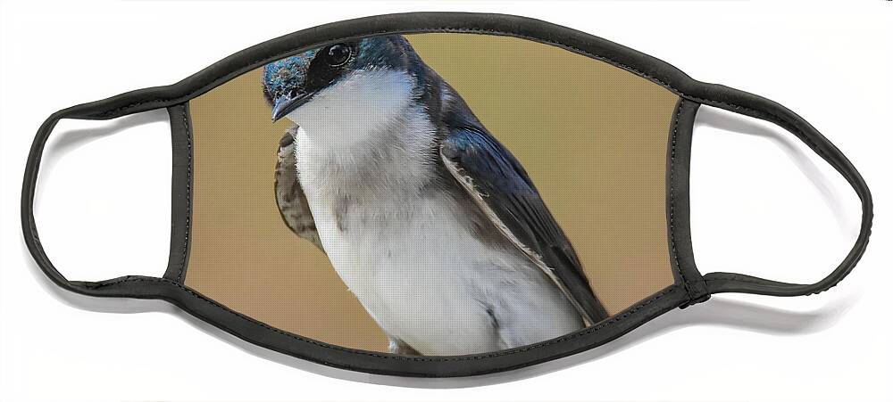 Swallow Face Mask featuring the photograph Swallow #1 by Michelle Wittensoldner