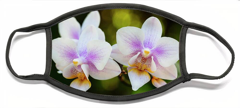 Background Face Mask featuring the photograph Purple Orchid Flowers #12 by Raul Rodriguez