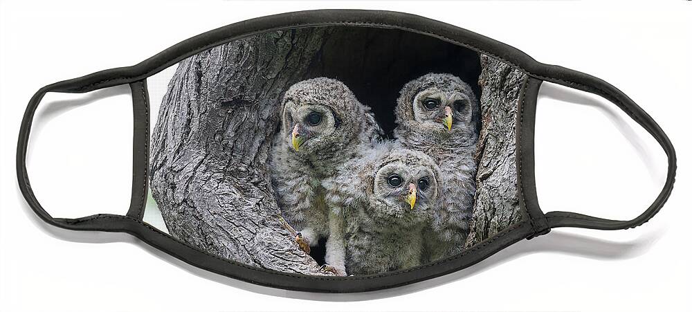 Baby Barred Owls Face Mask featuring the photograph Curious Babies by Puttaswamy Ravishankar