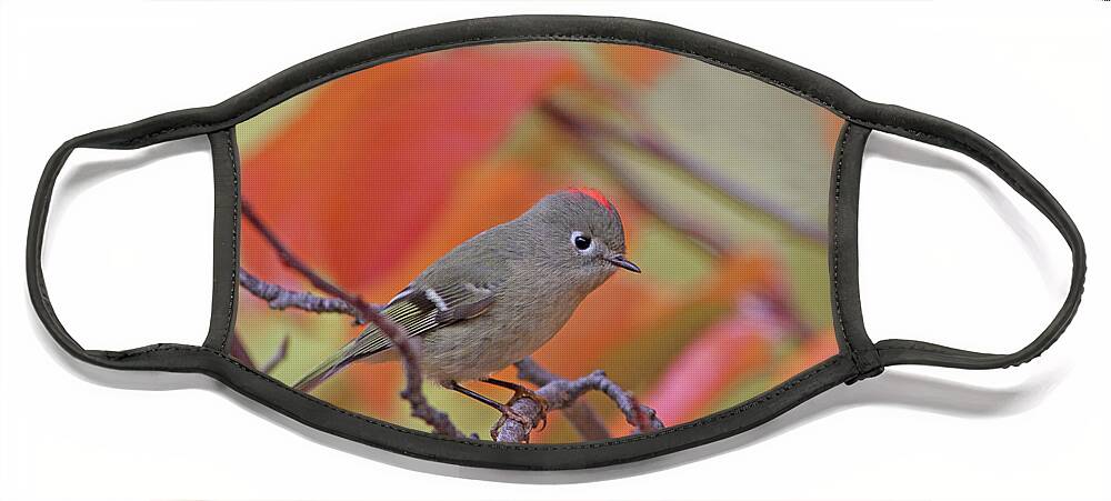 Ruby-crowned Kinglet Face Mask featuring the photograph Ruby-crowned Kinglet #13 by Gary Wing