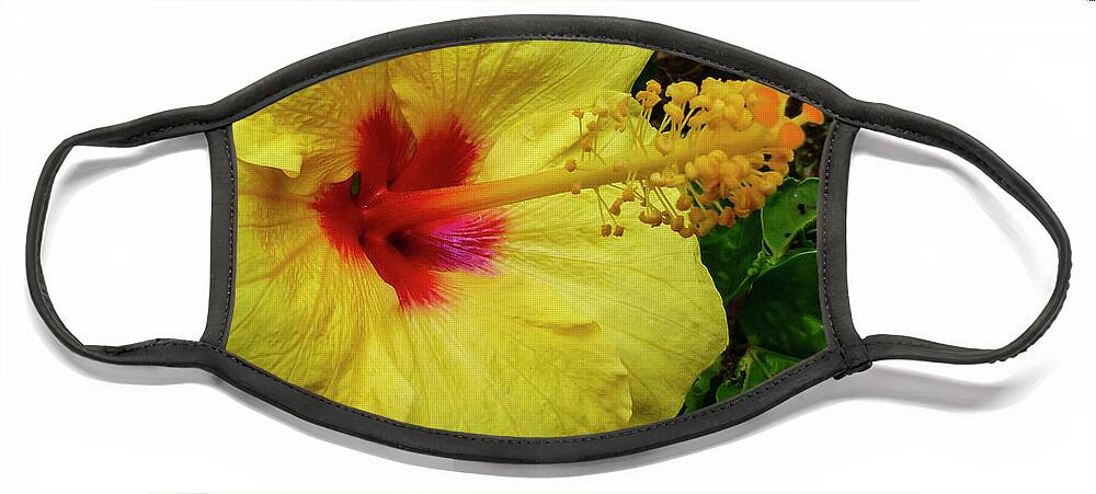 Hawaii Pictures Face Mask featuring the photograph Hawaii Flower Photography 20150713-684 by Rowan Lyford