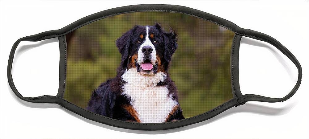 Bernese Mountain Dog Face Mask featuring the photograph Bernese Mountain Dog #3 by Diana Andersen