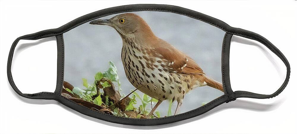 Nature Face Mask featuring the photograph Brown thrasher #2 by Barry Bohn