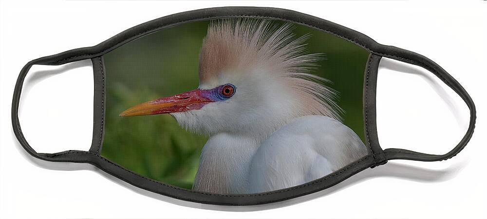 Cattle Face Mask featuring the photograph Cattle Egret #3 by Carolyn Hutchins