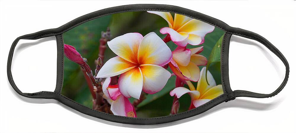 Plumeria Face Mask featuring the photograph Frangipani #2 by Aarti Bartake