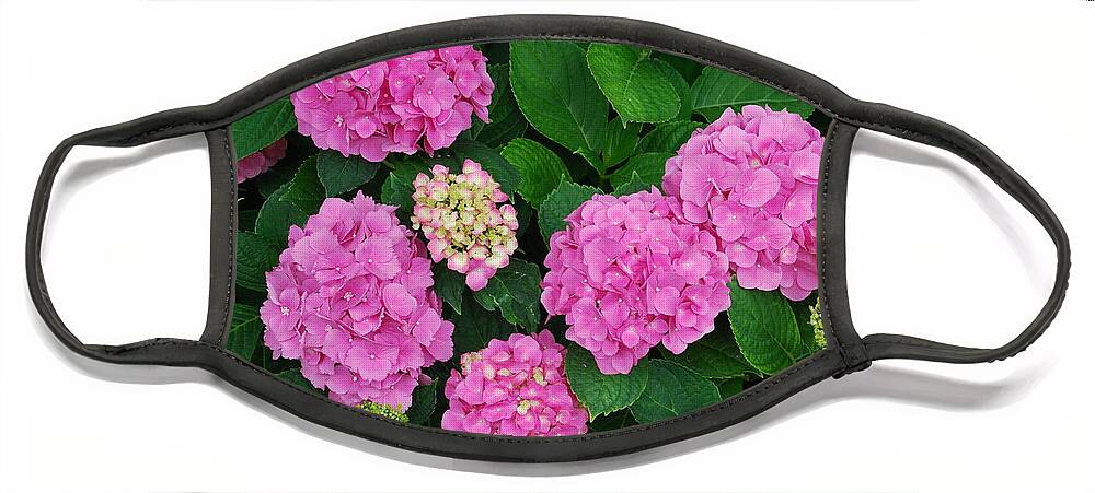 Pink Flowers Face Mask featuring the photograph Pink Annabelle Hydrangeas #2 by Ee Photography