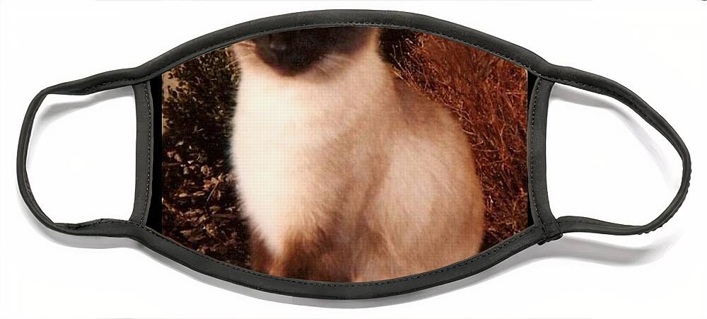 Felines Face Mask featuring the photograph Poe by Diane Strain