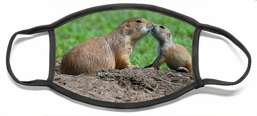 Prairie Dog Kisses Face Mask featuring the photograph Prairie Dog Kisses #2 by Gary Langley