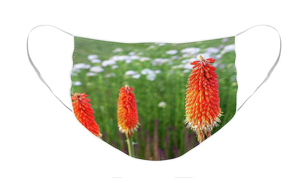 Red-hot Poker Face Mask featuring the photograph Red Hot Pokers #2 by William Kuta