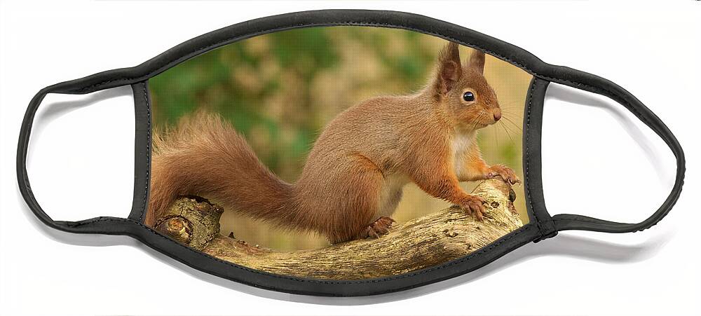 Red Squirrel Face Mask featuring the photograph Red Squirrel #2 by Gavin MacRae