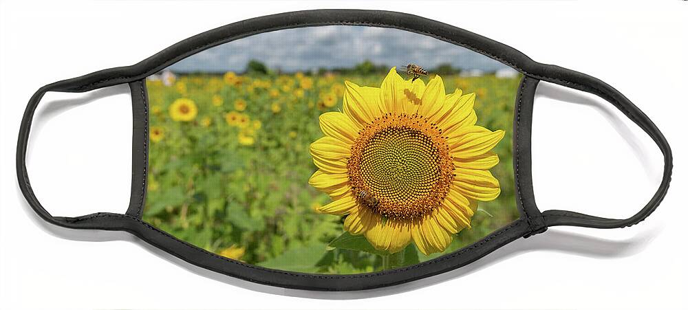 Sunflower Face Mask featuring the photograph Sunflower with Honeybee #4 by Carolyn Hutchins
