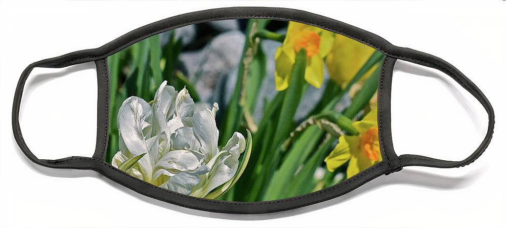 Tulips Face Mask featuring the photograph 2020 Acewood Tulips, Hyacinth and Daffodils by Janis Senungetuk