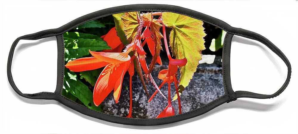 Begonia Face Mask featuring the photograph 2020 Mid June Garden Welcome by Janis Senungetuk