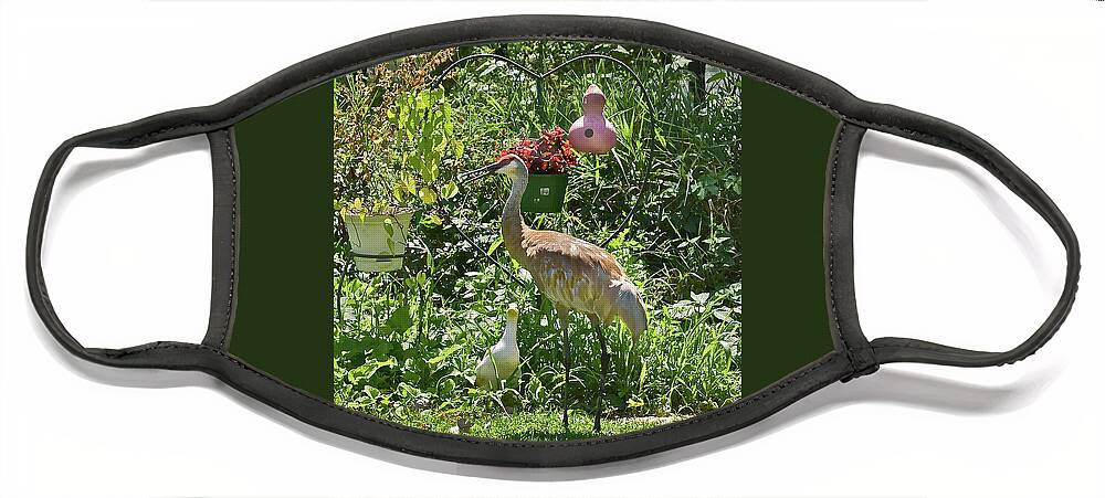 Sandhill Cranes Face Mask featuring the photograph 2021 August Sandhill Crane by Janis Senungetuk