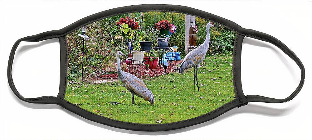 Sandhill Cranes; Birds; Backyard; Face Mask featuring the photograph 2021 Fall Sandhill Cranes 6 by Janis Senungetuk