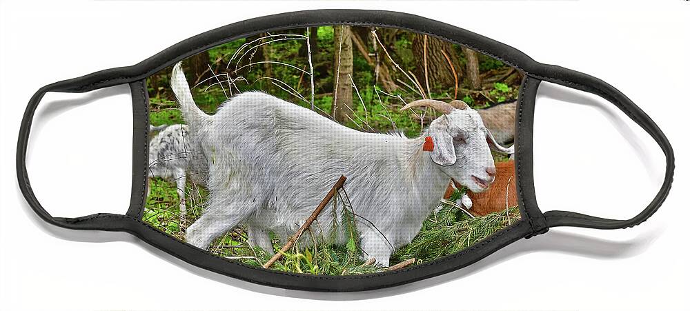 Goats Face Mask featuring the photograph 2022 Acewood Basin Goat Maintenance Crew by Janis Senungetuk