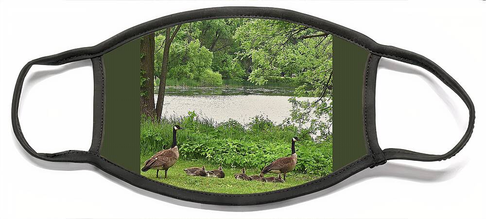 Canadian Geese Face Mask featuring the photograph 2022 Geese and Goslings Visiting the Basin by Janis Senungetuk