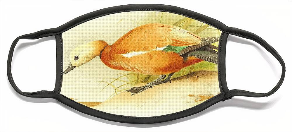 Ducks Face Mask featuring the mixed media Beautiful antique waterfowl by Beautiful Nature Prints