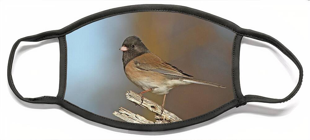Dark-eyed Junco Face Mask featuring the photograph Dark-eyed Junco #29 by Gary Wing