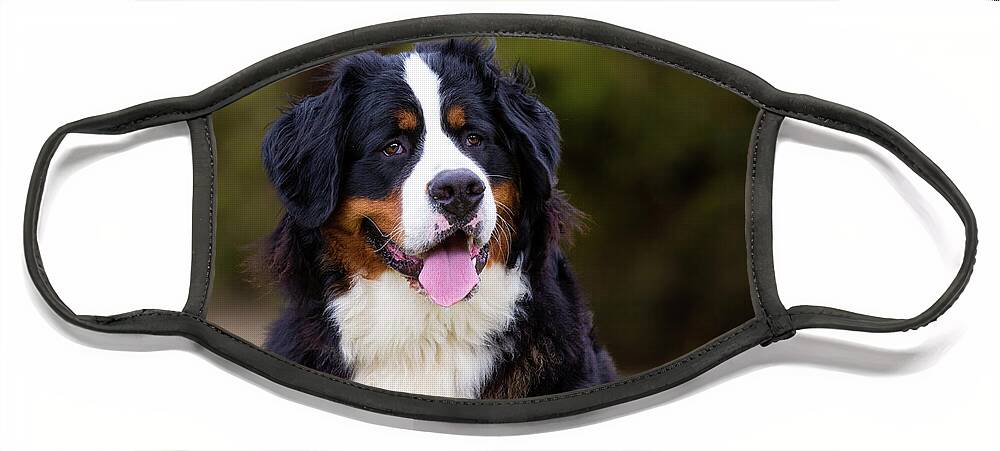 Bernese Mountain Dog Face Mask featuring the photograph Bernese Mountain Dog Portrait by Diana Andersen