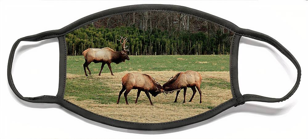 Elk Face Mask featuring the photograph 3 Elk by William Rainey
