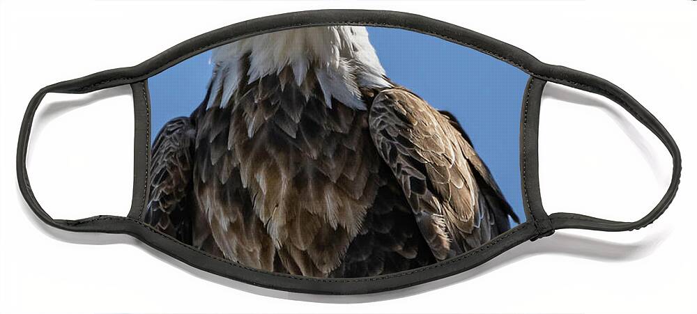 Eagle Face Mask featuring the photograph Well Hello #3 by Laura Hedien