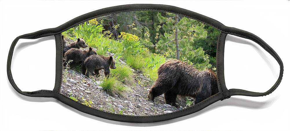 Bear Face Mask featuring the photograph 4 Cubs with Mama Grizzly Bear #399 by Wesley Aston