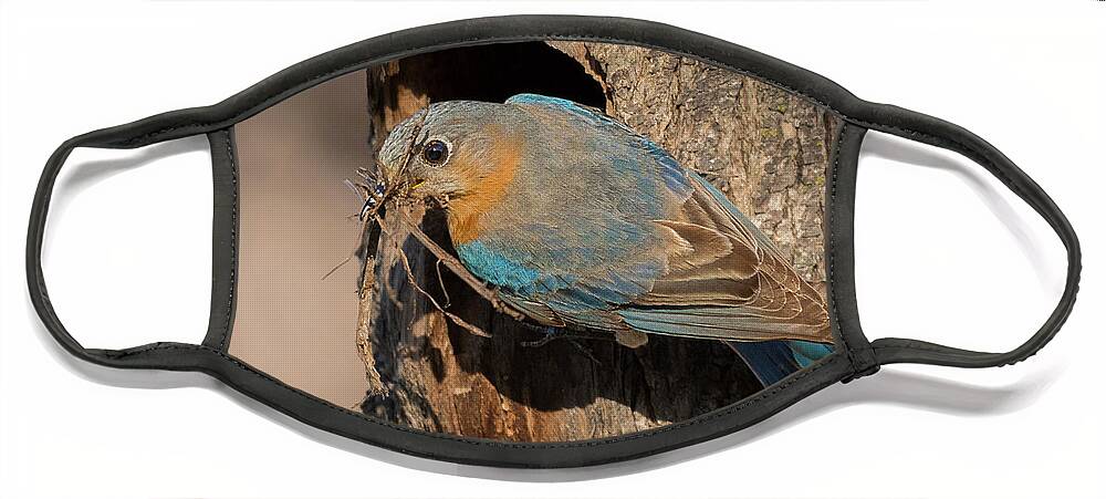 Eastern Bluebird Face Mask featuring the photograph Eastern Bluebird with nesting material by Puttaswamy Ravishankar