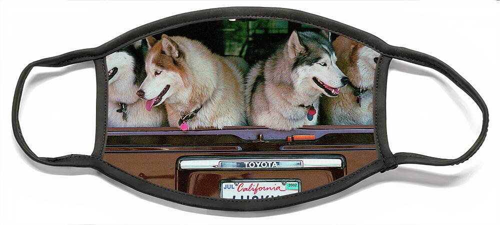 Four Huskies Face Mask featuring the photograph 4 Huskies by Bonnie Colgan