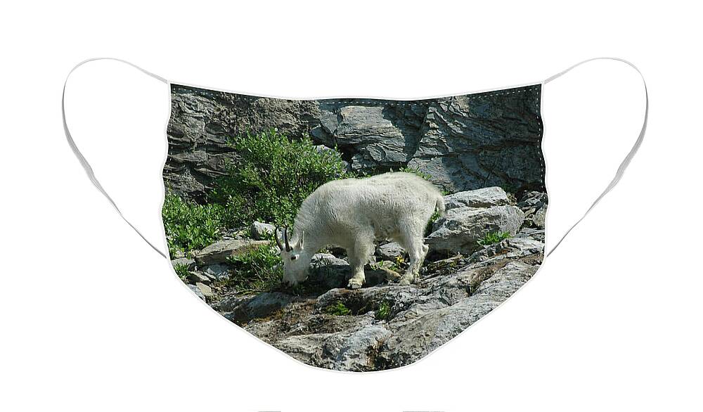 Mountain Goat Face Mask featuring the photograph Mountain Goat #5 by Cindy Murphy