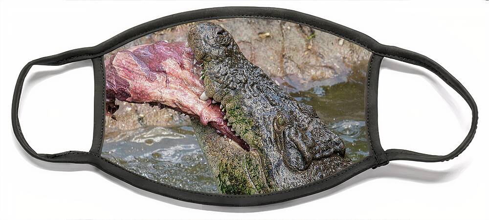 Saltwater Face Mask featuring the photograph Saltwater Crocodile Eating #1 by Carolyn Hutchins