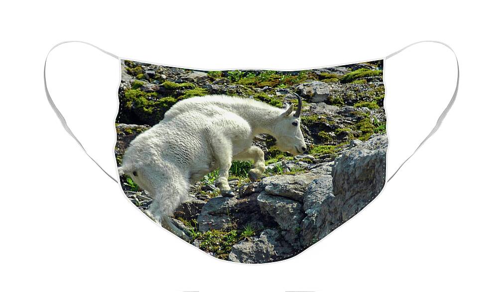 Mountain Goat Face Mask featuring the photograph Mountain Goat #6 by Cindy Murphy