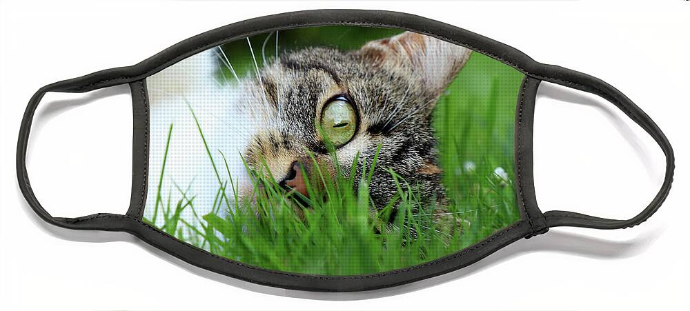 Domestic Cat Face Mask featuring the photograph Gaze of a domestic cat by Vaclav Sonnek