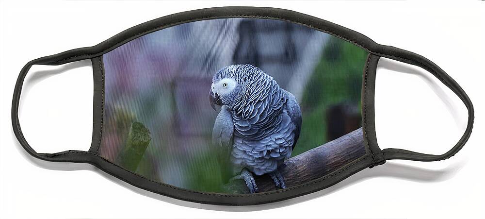 Grey Parrot Face Mask featuring the photograph Seductive view of Grey parrot by Vaclav Sonnek