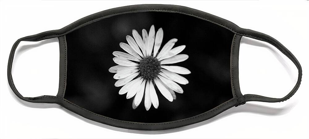 Bellis Perennis Face Mask featuring the photograph Black and white bloom of bellis perennis by Vaclav Sonnek