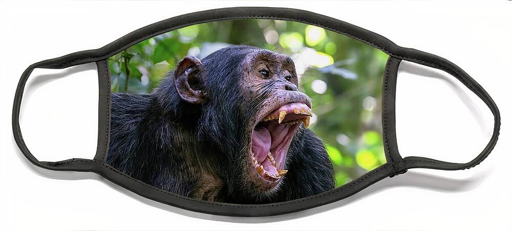 Chimpanzee Face Mask featuring the photograph A chimpanzee, pan troglodytes, bares his teeth whilst communicat by Jane Rix