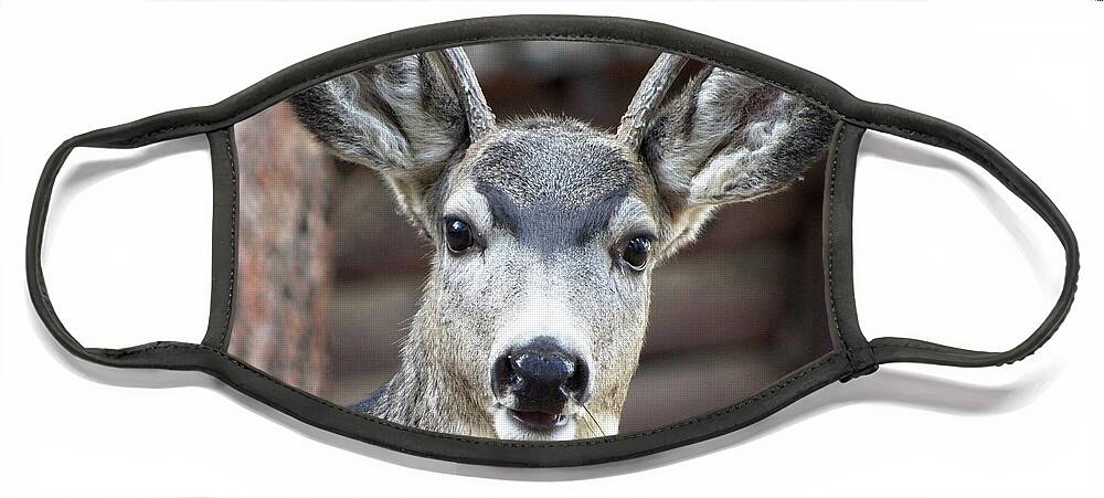 Rack Face Mask featuring the photograph A Curious Deer by Loren Gilbert