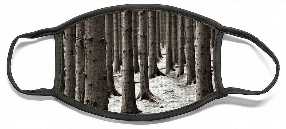 Pine Forest Face Mask featuring the photograph A dusting of snow by Gavin Lewis