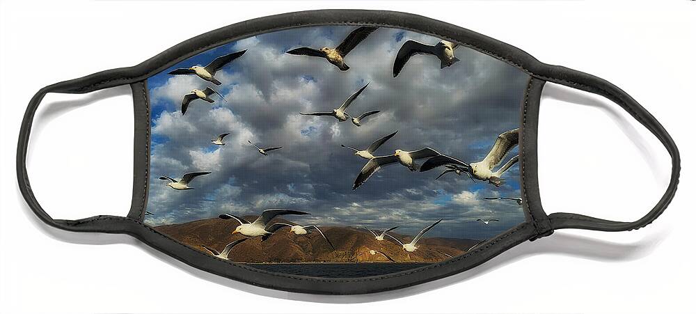 Photo Face Mask featuring the photograph A Flock of Seagulls by John A Rodriguez