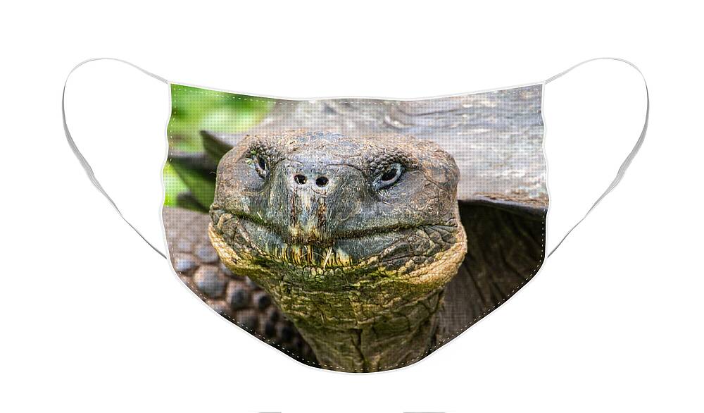 Galapagos Tortoise Face Mask featuring the photograph A Galapagos Tortoise at The Ranch Manzanillo Preserve by L Bosco